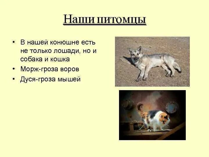 1 наши питомцы несмотря