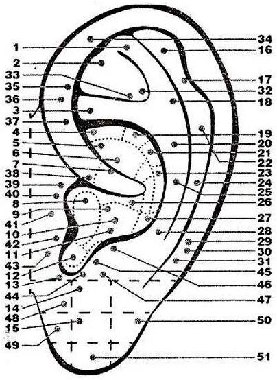 Схема точек акупунктуры ушной раковины. Акупунктурные точки ушной раковины. Акупунктурные точки ушной раковины человека схема. Акупунктурные точки уха человека.