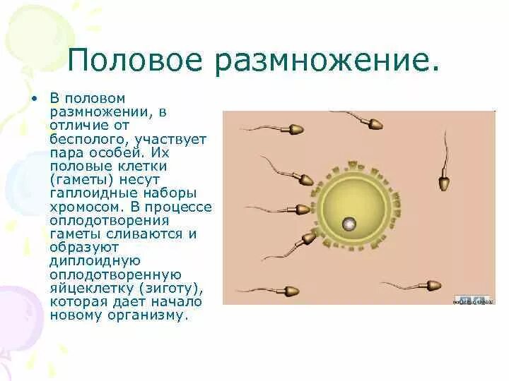 Что делать размножаться. Половое размножение. Половое размножение биология. Процесс оплодотворения клетки. Размножение клетки половые.