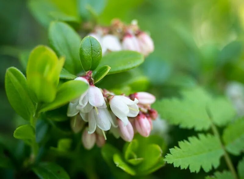 Vaccinium vitis-idaea - Image of an specimen - Plantarium