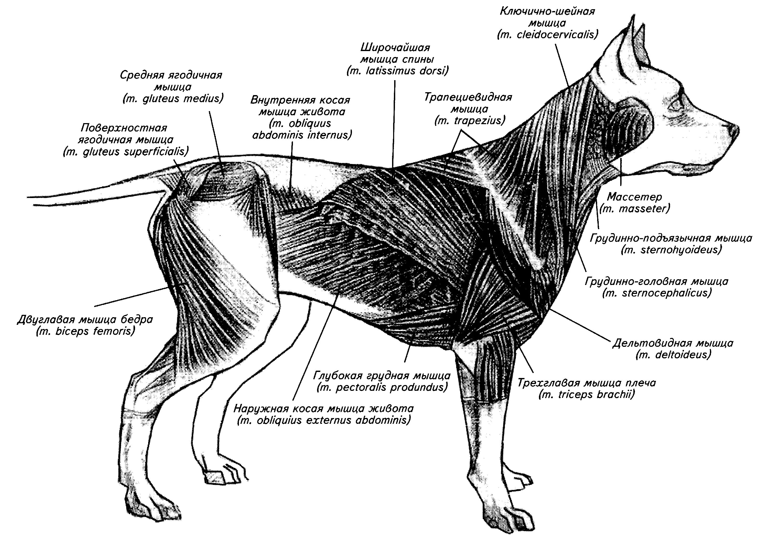 Сухожилие животных. Мышцы туловища собаки анатомия. Мышцы собаки анатомия схема. Скелетно-мышечная система собаки.