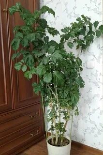 Домашнее пот