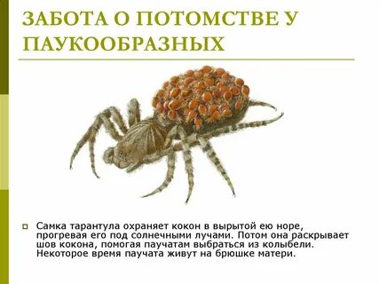 Тест по паукообразным 7 класс