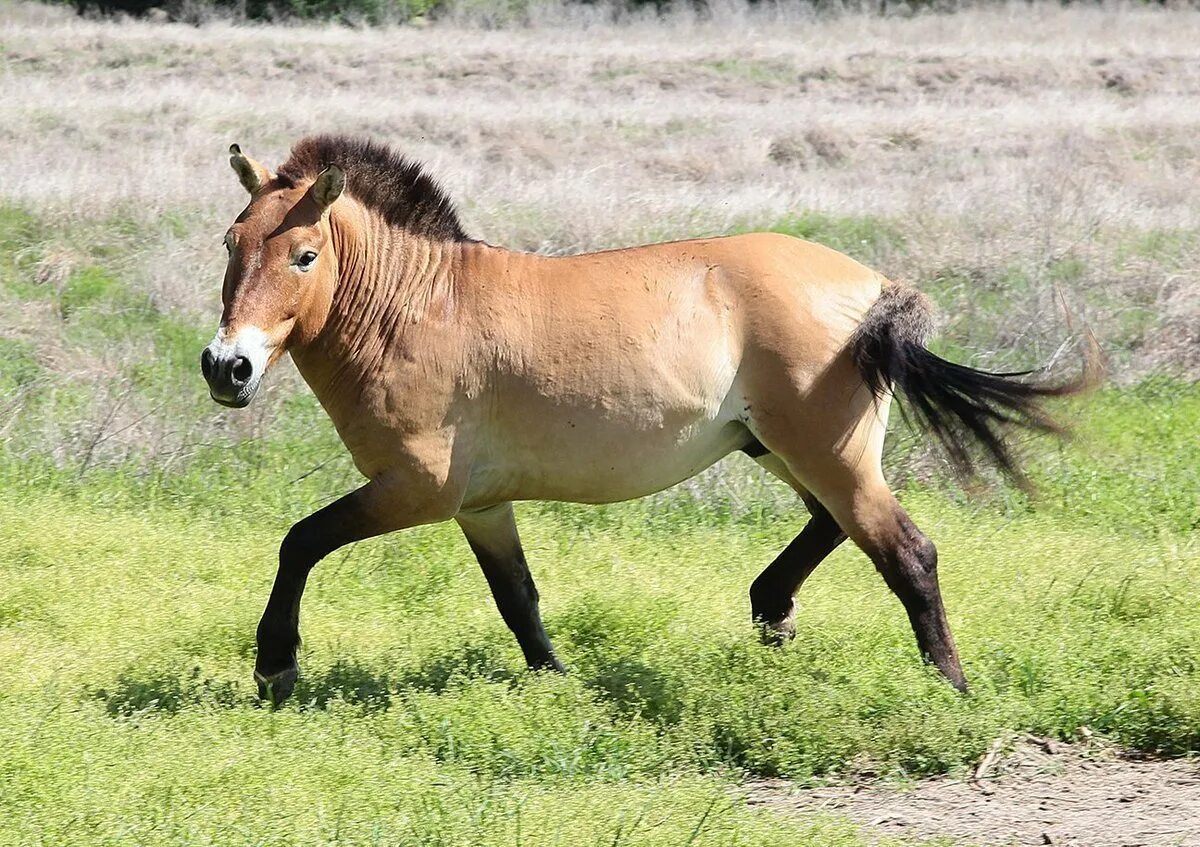 Лошадь Пржевальского. Лошадь Пржевальского Equus przewalskii. Пржевальский лошадь Пржевальского. Дикая лошадь лошадь Пржевальского. Тарпан лошадь