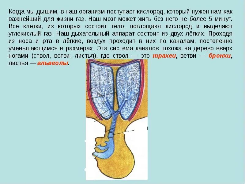 Куда поступает кислород. Кислород поступает в организм. Кислород нужен организму для. Зачем нам нужен кислород. Организмы без кислорода способные