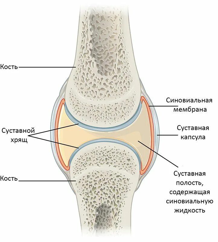 Чем покрыты суставные поверхности костей. Гиалиновый хрящ в суставе. Схема строения коленного сустава. Синовиальная мембрана коленного сустава. Хрящи коленного сустава анатомия.