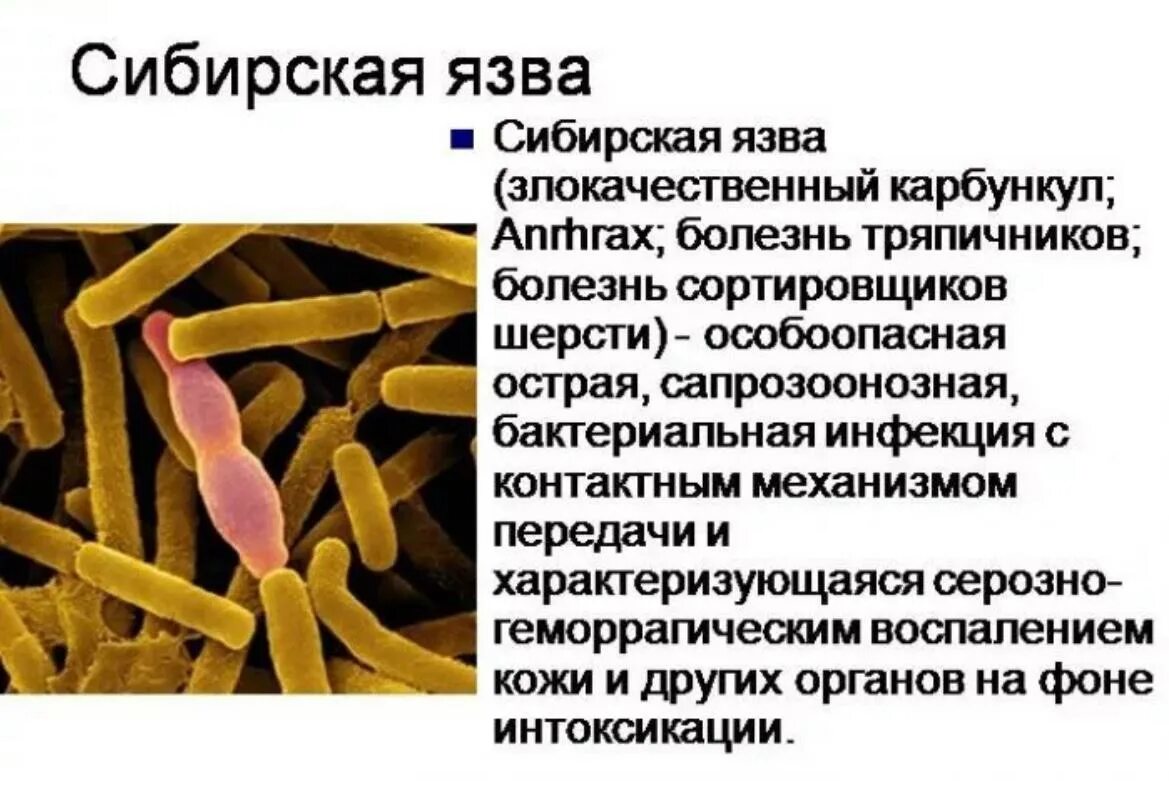 Клиника сибирской язвы. Сибиреязвенная палочка строение. Сибирская язва кожная форма. Вызываемые заболевания Сибирская язва.