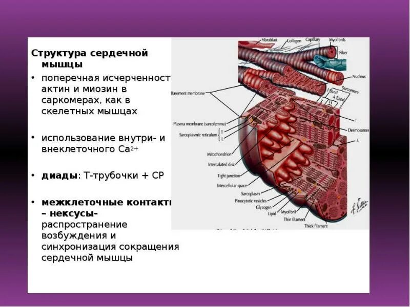 Что делают сердечные мышцы. Поперечно-полосатая сердечная мышечная ткань (миокард сердца). строение волокна сердечной мышцы. строение сердца сердечная мышца. сердечная мышца строение клеток.