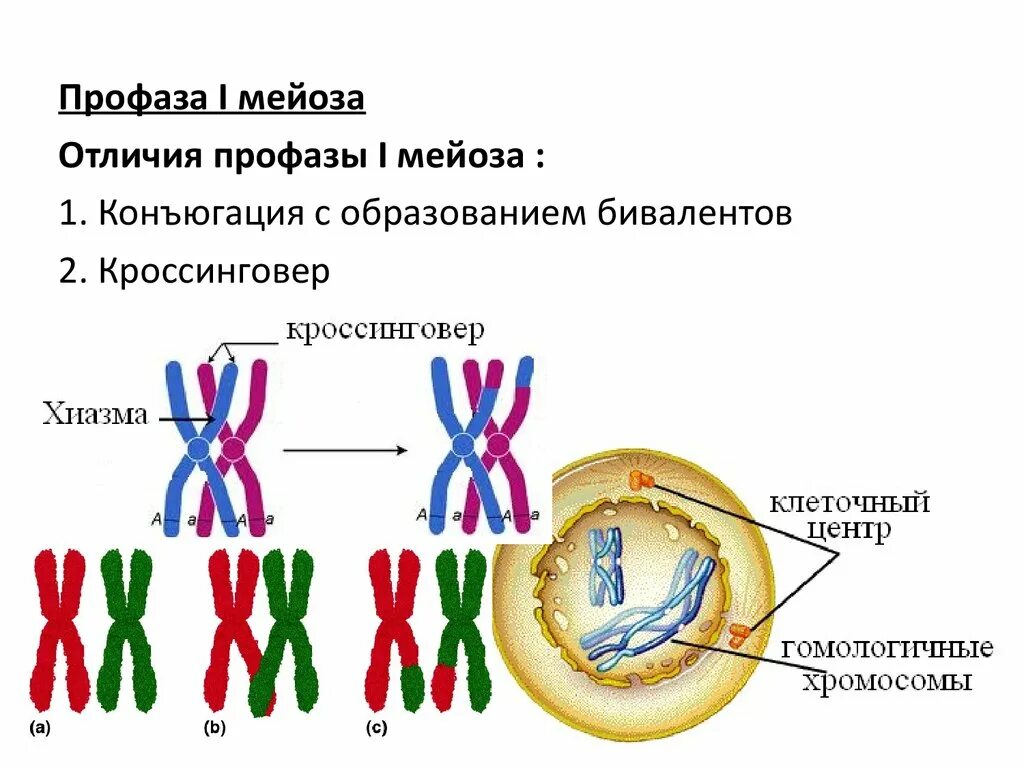 В профазе мейоза 1 происходят процессы. Стадии профазы 1 мейоза 1. Кроссинговер в фазе мейоза рисунок. Конъюгации красингувер при мейозе 1. Кроссинговер в профазе.