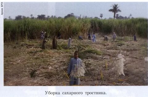 Уборка сахарного тростника