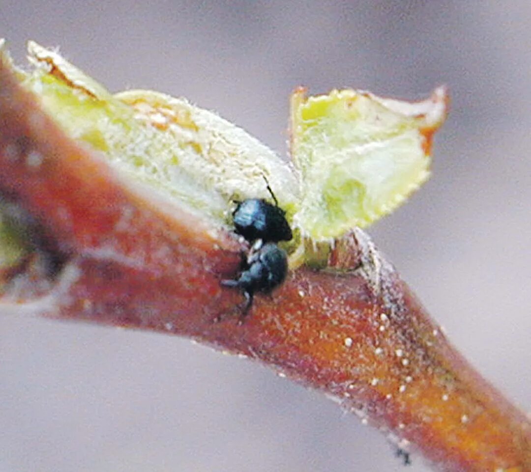 Плющевая щитовка. Тля на листьях. Вредитель винограда филлоксера. Свекловичная листовая тля. Повреждение растений животными.