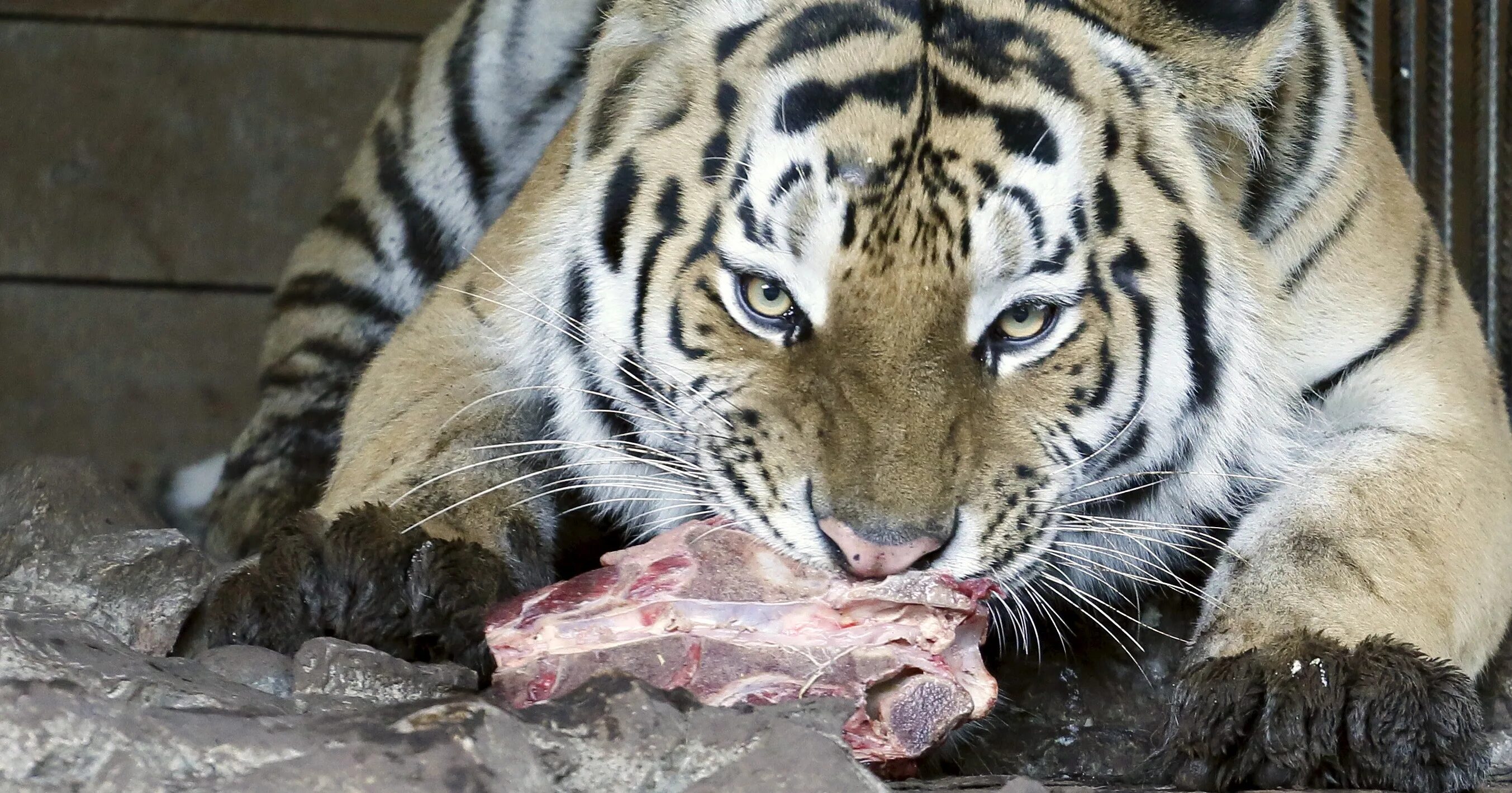 11 animal. Самый красивый зоопарк в России. Цирк тигры Суматры Кемерово. Индия тигр Лев.