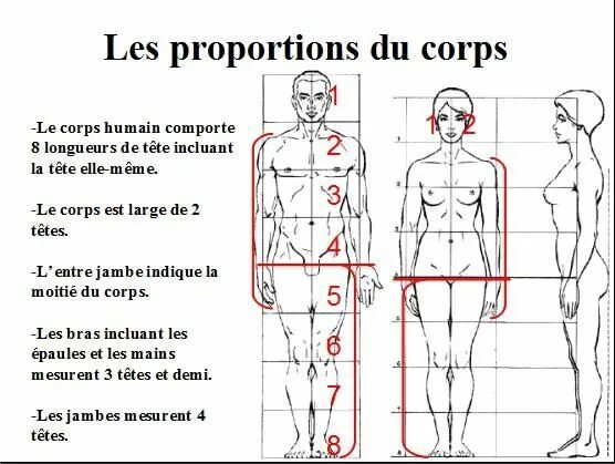 Corps est. Пропорции человеческого тела. Пропорции мужского тела для рисования. Рисунок тела профессионала. Пропорции человеческого тела анатомия для скульпторов.