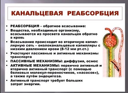 Реабсорбция это