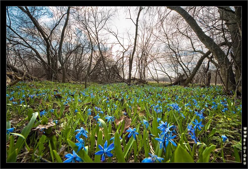 Апрель новокубанск. Первые весенние цветы в лесу. Апрель природа. Природа весной.