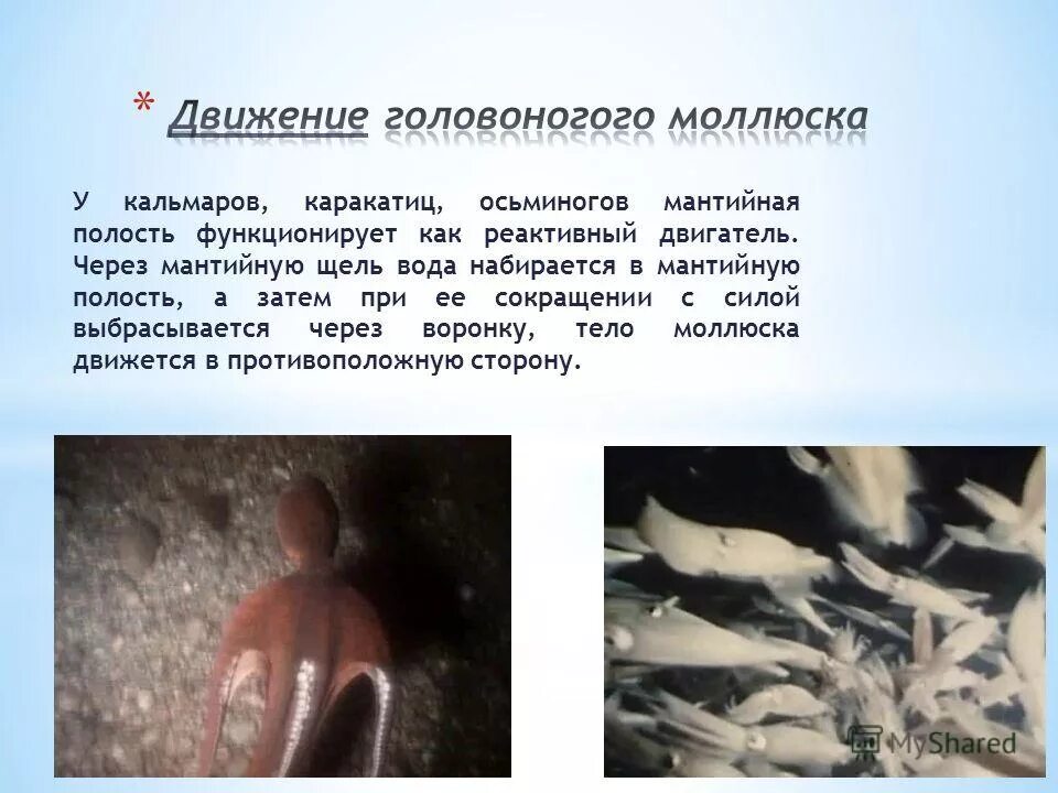 Головоногие моллюски реактивное передвижение. Моллюски осьминоги каракатицы. Головоногие моллюски реактивное движение. Реактивный способ движения у головоногих моллюсков. Головоногие осьминоги.