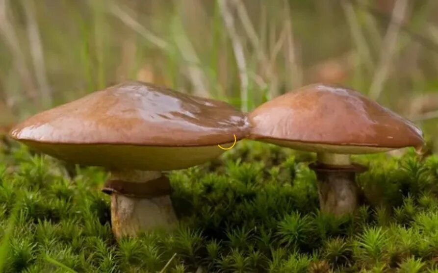 Масленок. Гриб Suillus luteus. Съедобные грибы маслята. Масленок обыкновенный поздний. Маслёнок гриб маслята.