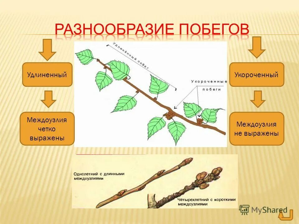 Классификация стеблей. Побег растения. Разнообразие стеблей покрытосеменных растений. Многообразие побегоd биология. Стебель прямостоячий вьющийся стелющийся.