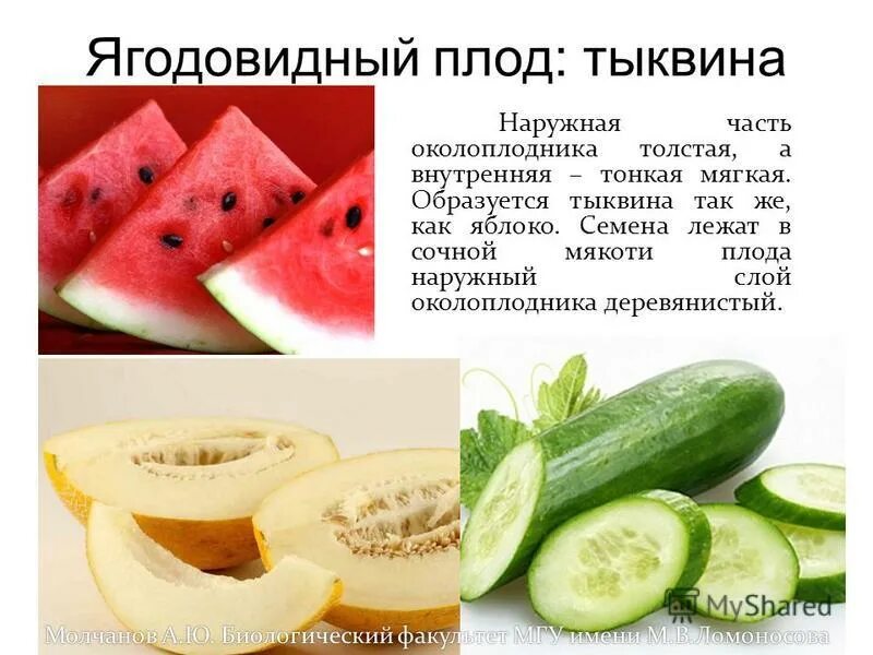 Строение плода тыквина. Многосемянные невскрывающиеся плоды у. Строение плода тыквина. Тыквина примеры растений. Капуста плод тыквина.