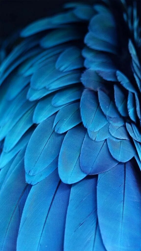 Los Angeles Artistry Shades of blue, Blue feather, Blue color