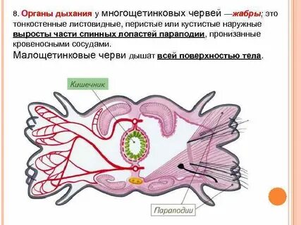 Кольчатые дыхание