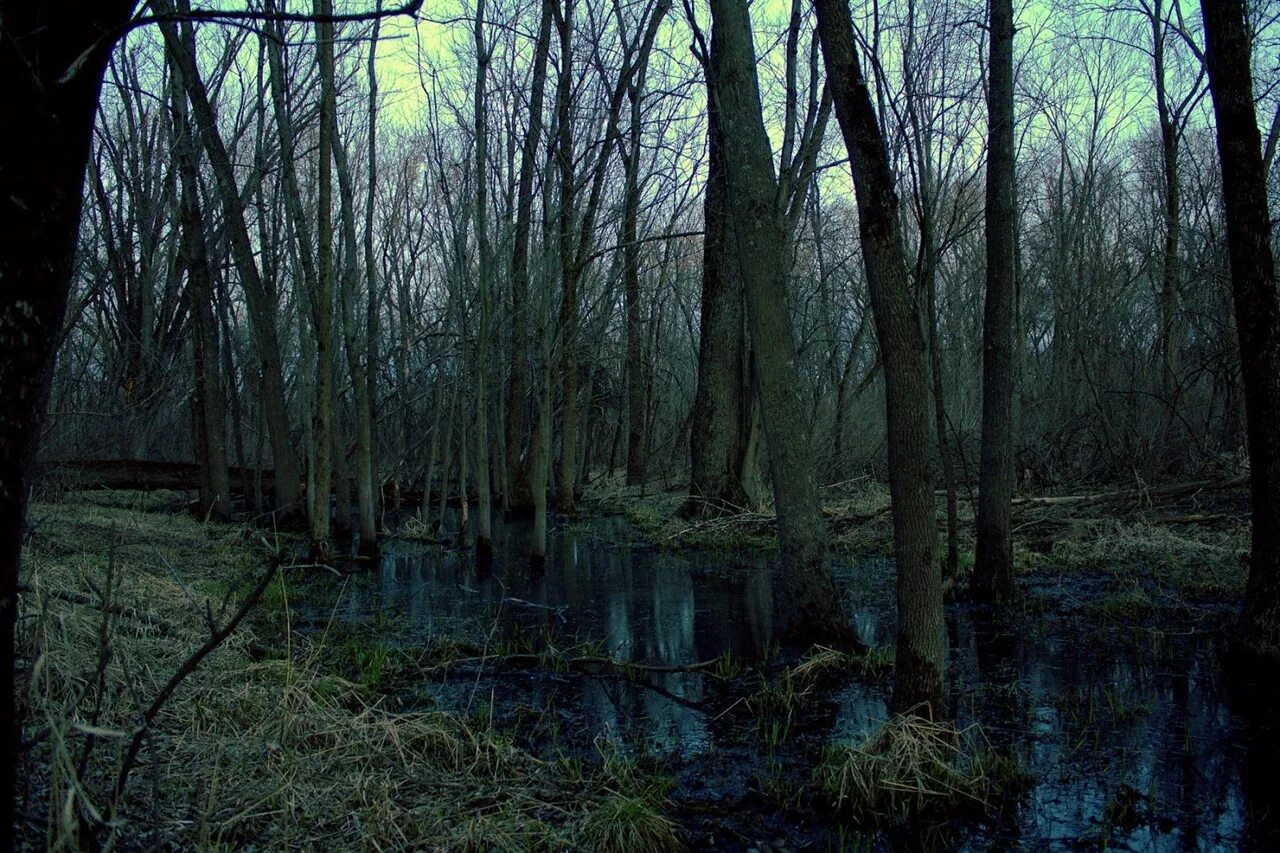 Болотная Топь Эстетика. Темные болота. Мрачное болото. Страшный лес.