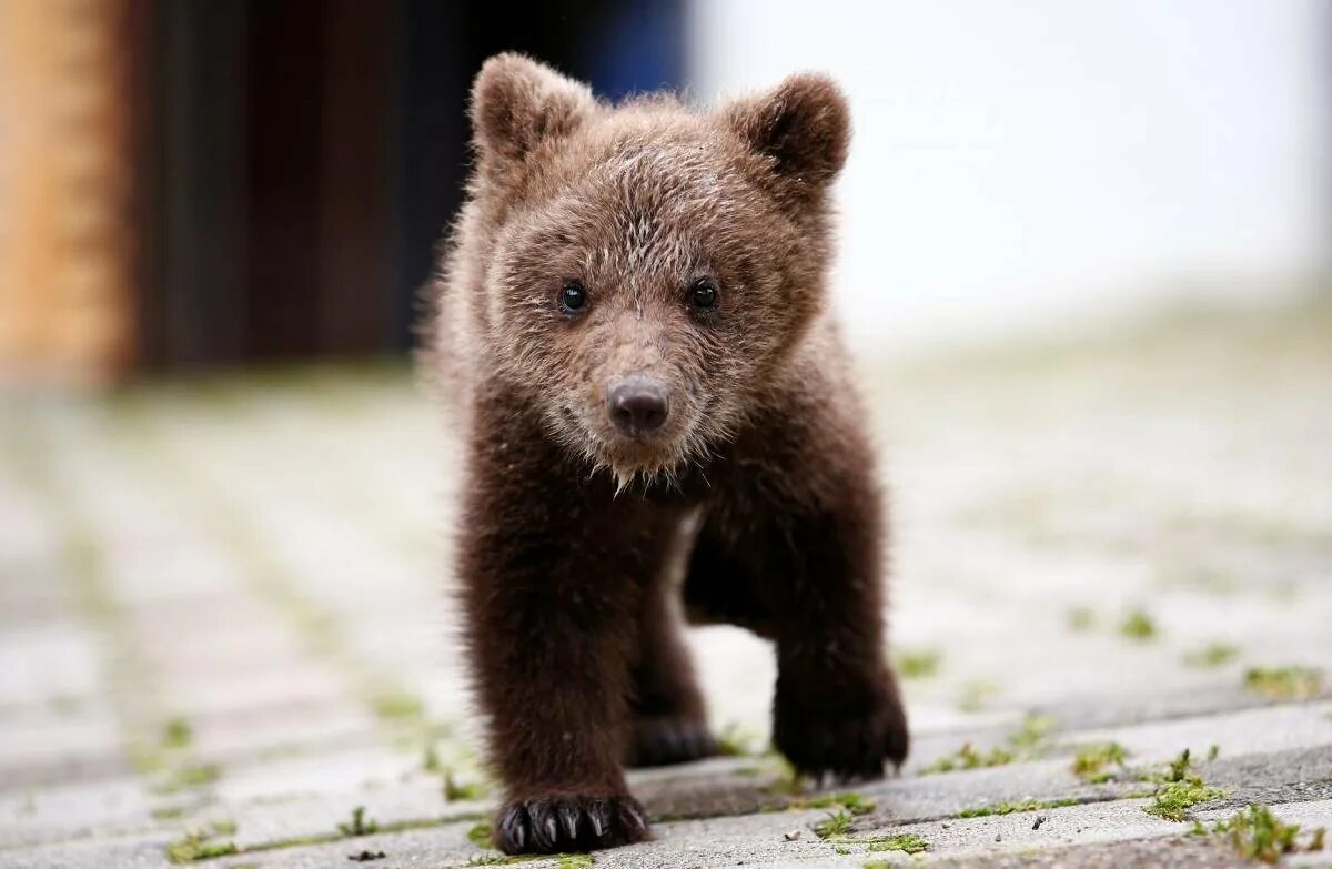 Маленькие картинки медведя. Медвежонок. Милый Медвежонок. Красивый Медвежонок. Милые медвежата.