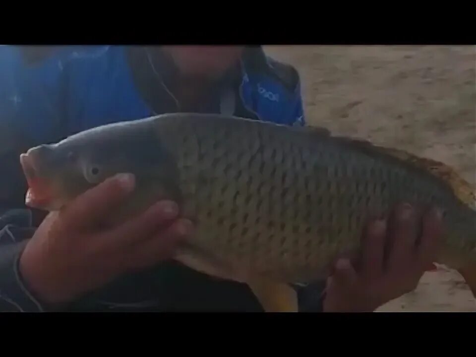 Сазан охлажденный. Сазан 2. Сазан 5 кг. Сазан 1. Сазан рыба 5 кг.