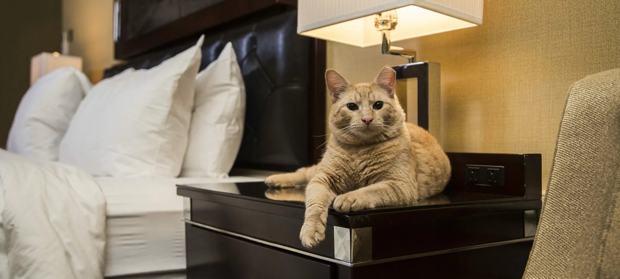 Кот в отеле. Кошачья гостиница. Гостиница для кошек. В шикарном отеле кот. Включи коты номер 4