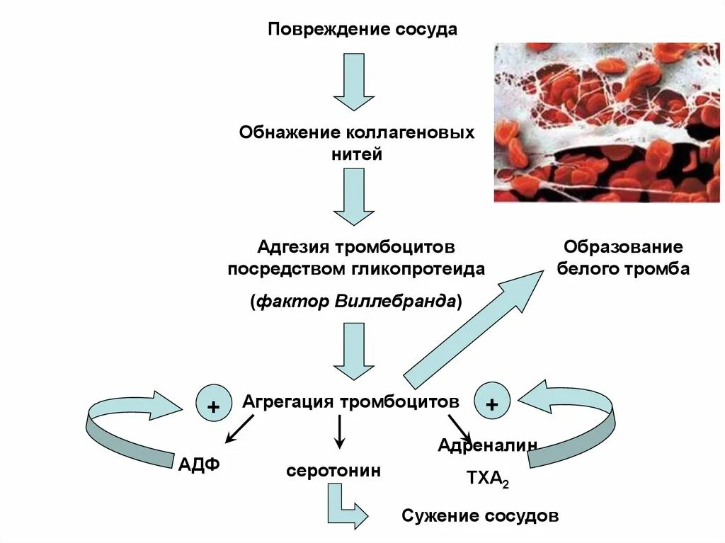 Адгезия и агрегация тромбоцитов. Схема адгезии тромбоцитов. Механизм адгезии тромбоцитов. Факторы адгезии тромбоцитов.