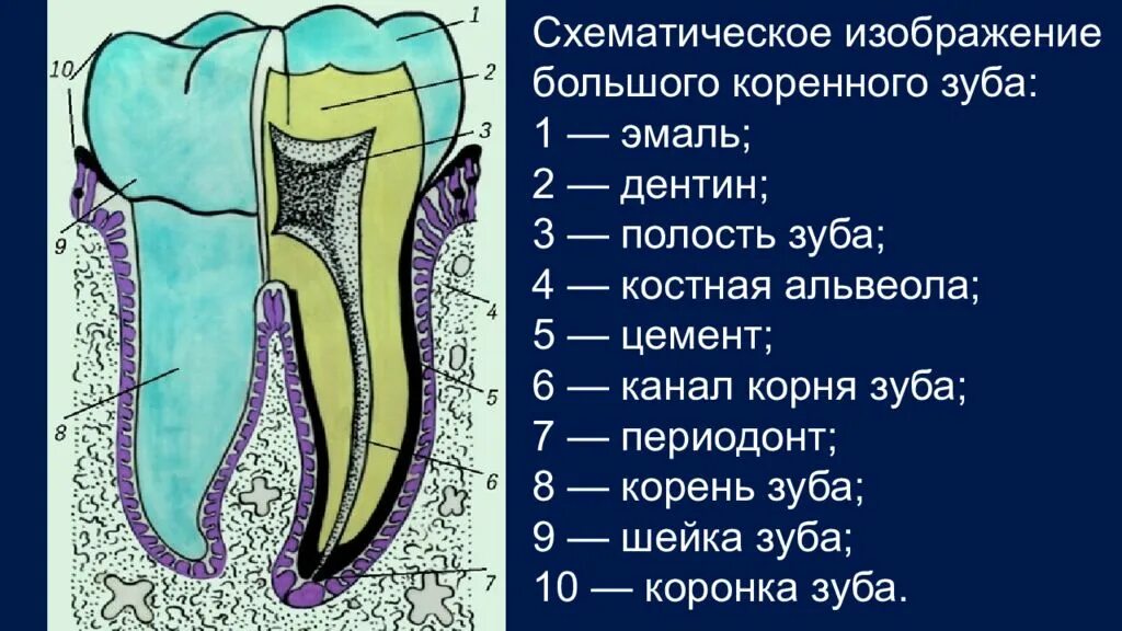 Функции тканей зубов. Зуб эмаль дентин пульпа. Периодонт пульпа дентин. Ткани зуба периодонт строение.
