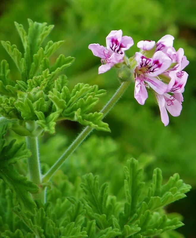 Герань Pelargonium graveolens. Пеларгония ароматная герань душистая. Пеларгония душистая лимонная. Герань лимон