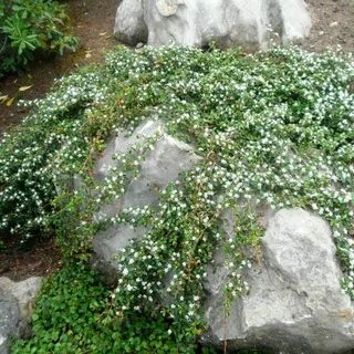 Какой стелющий
