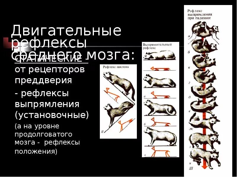 Двигательные рефлексы человека. Рефлексы положения физиология. Двигательные рефлексы продолговатого мозга. Выпрямительные рефлексы. Рефлекс выпрямления.