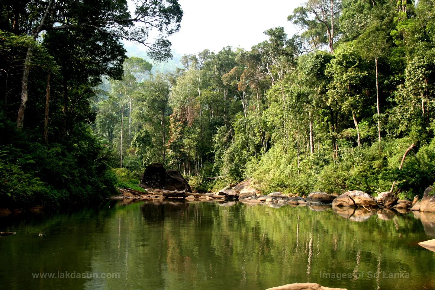 Ливневый лес Синхараджа Шри Ланка. Лесной заповедник Синхараджа Шри Ланка. Дождевой лес Шри Ланка. Дождевой лес Синхараджа.