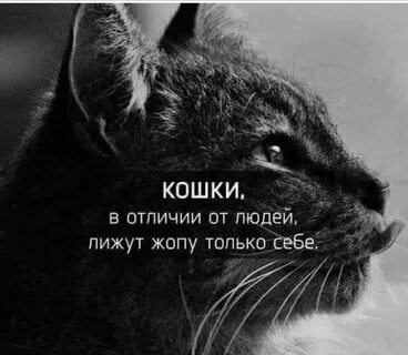 Кроме людей кошка