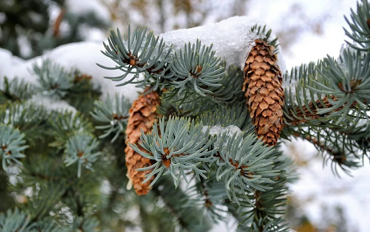 голубая ель зима. голубая ель хвоя.