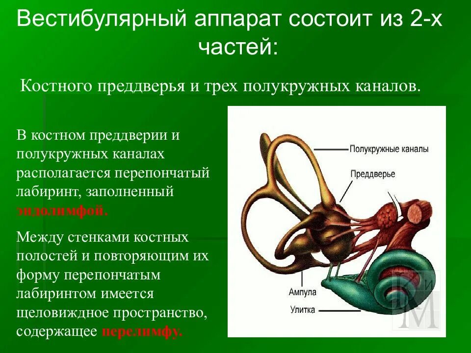 Нарушение вестибулярной функции. Строение трех полукружных каналов вестибулярный аппарат. Полукружные каналы строение и функции. Строение и функции вестибулярного аппарата. Полукружные каналы структура и анализатор.