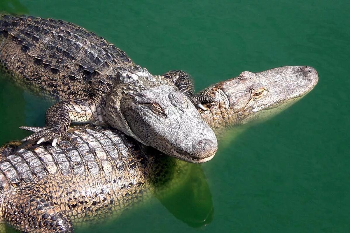 Нильский крокодил относится к пресмыкающимся. Гребнистый крокодил. Нильский крокодил. Рогатый крокодил. Амурский крокодил.
