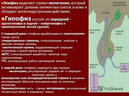 Железа выделяет гормон