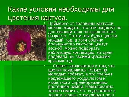 Вывод кактуса
