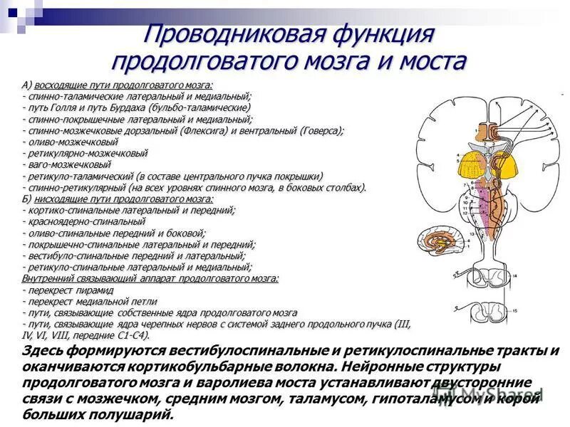 Спинно таламический путь. Проводниковая функция продолговатого мозга и моста. Проводящие пути продолговатого мозга.