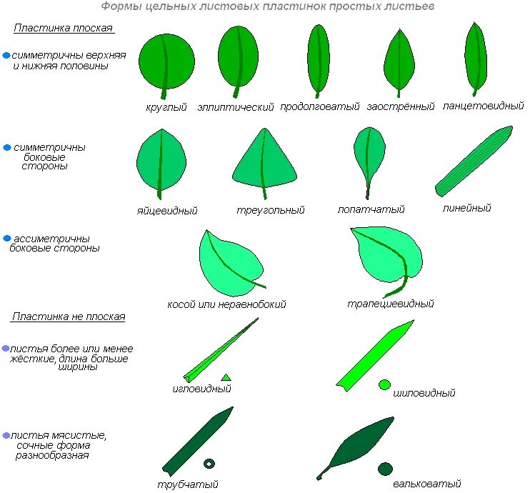 Сегменты листа. Формы простых листьев с цельной листовой пластинкой. Лист по форме основания листовой пластинки. Тип листа форме листовой пластинки. Цельный лист формы листовой пластинки.