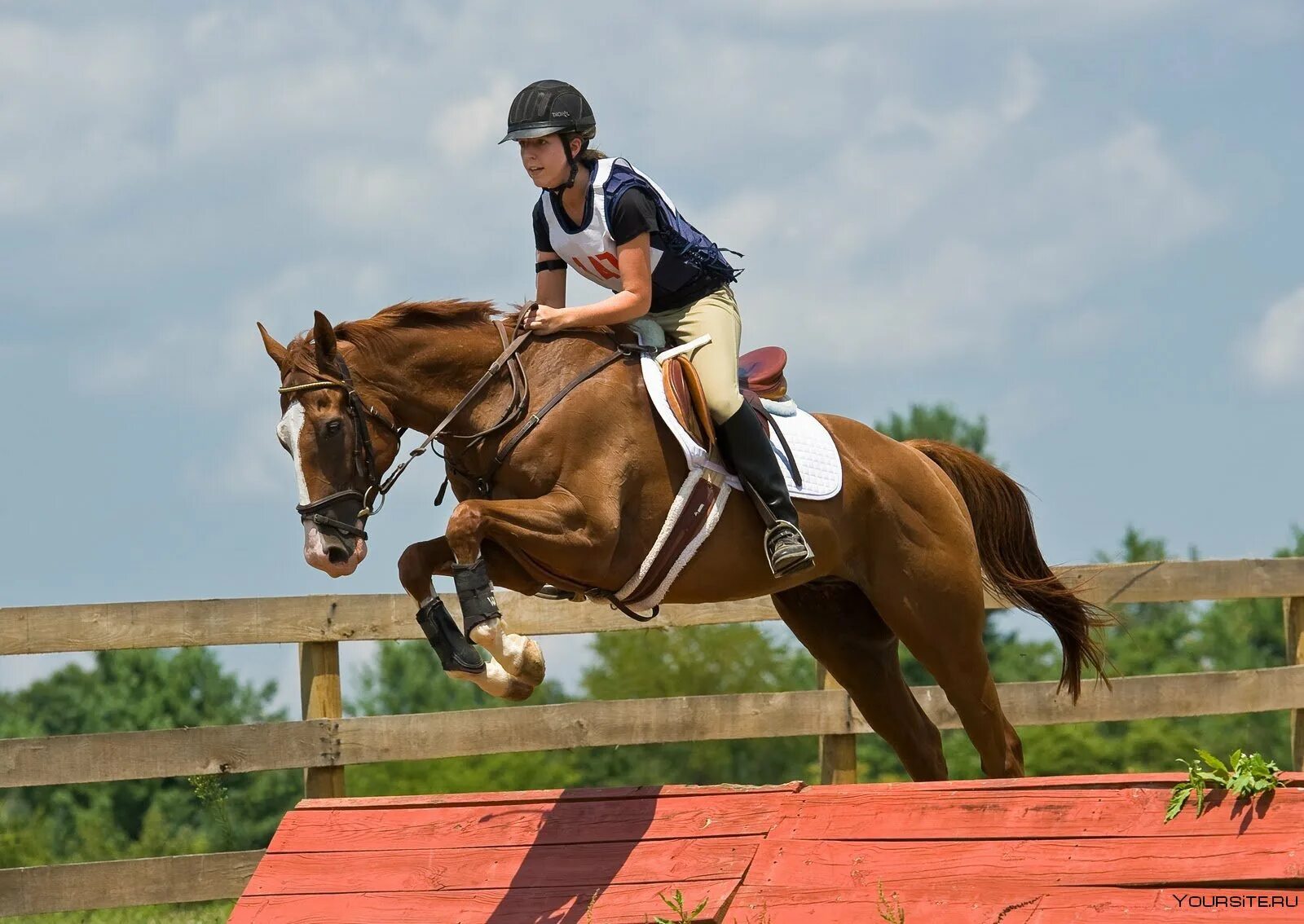 Конный спорт вопросы. Конкур конный спорт. Лошадь прыгает. Спортивные лошади. Лошадь перепрыгивает препятствие.