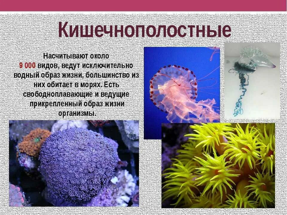 Значение кишечнополостных животных. Свободноплавающие кишечнополостные. кишечнополостные фильтраторы. царство кишечнополостных. биология отряд кишечнополостных.
