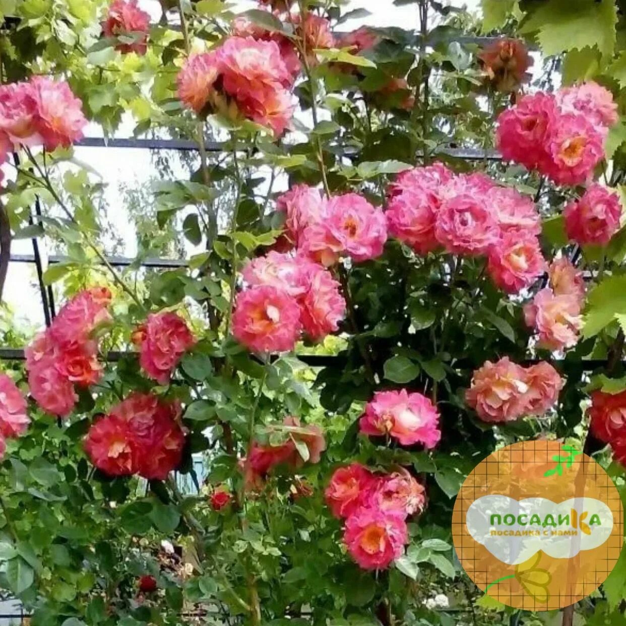 Роза плетистая (Rose climbing Decor C4 ). Остаток шт 20