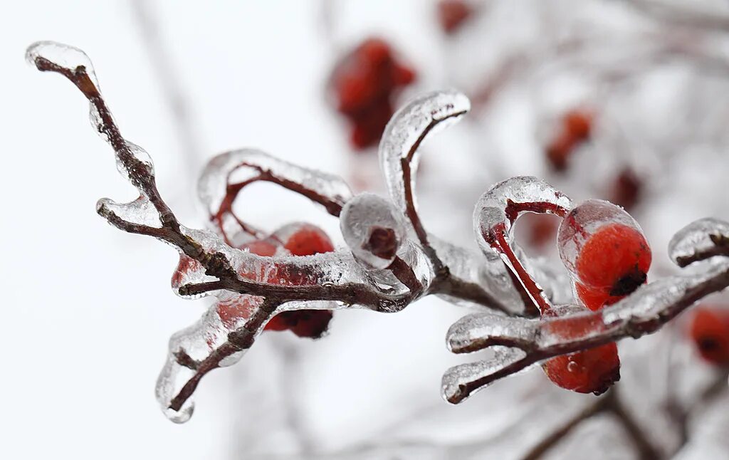Доброе утро ледяной дождь. Доброе утро ледяной дождь. Лф ледяной дождь. Ледяной дождь. Доброе утро ледяной дождь.