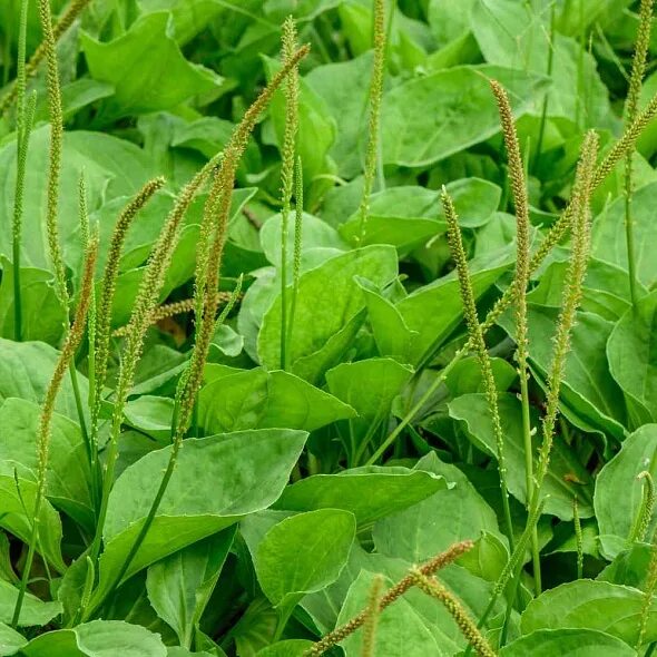 Plantain- Variegated-(Plantago Major Variegata)- 25 Seeds- BOGO 50% off SALE eBa
