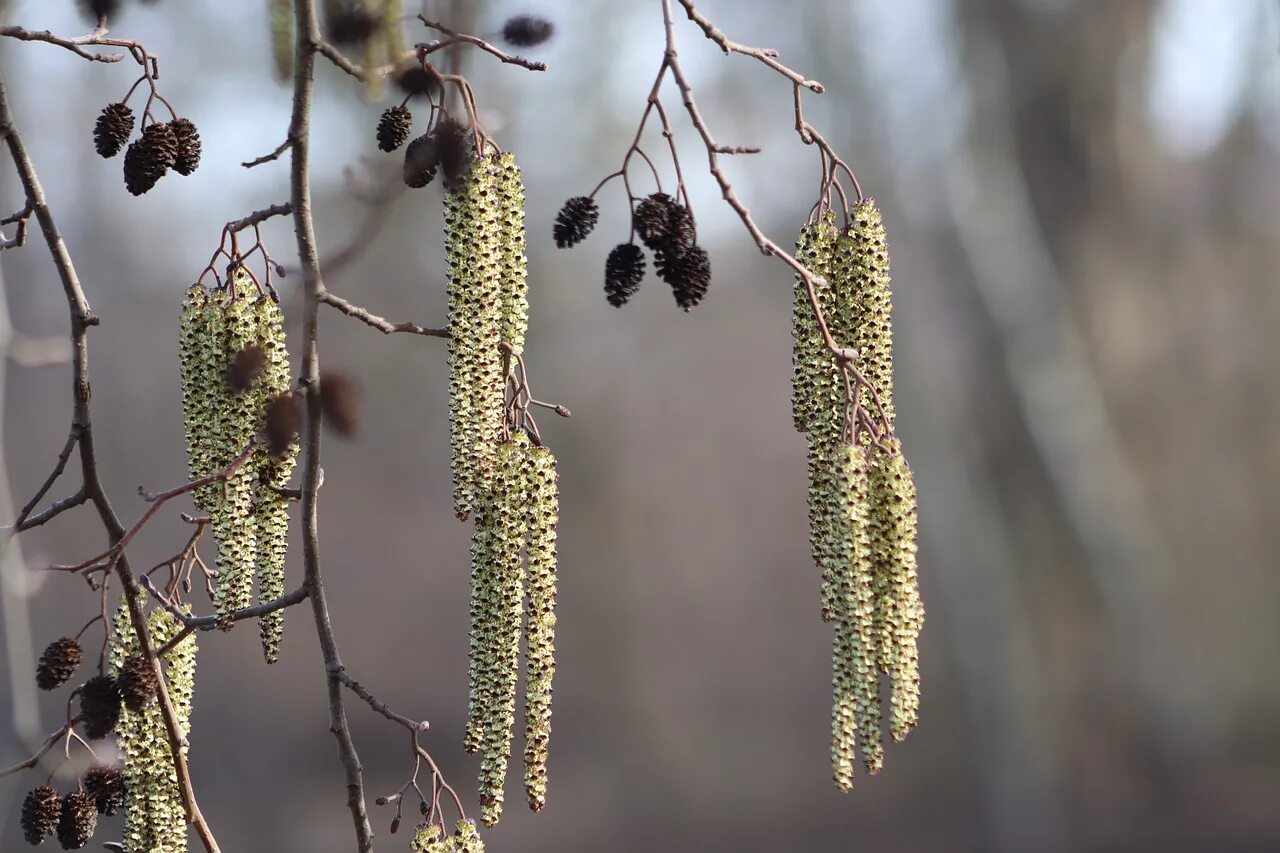 Ольха сибирская. Ольховник кустарниковый. Ольха кустарниковая камчатка. Ольха черная (alnus glutinosa). Среди кустов ольхи извивается поблескивая.