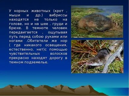 Ограничивающим фактором для жизни крота